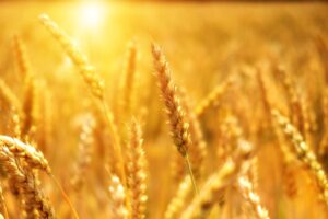 sun wheat 