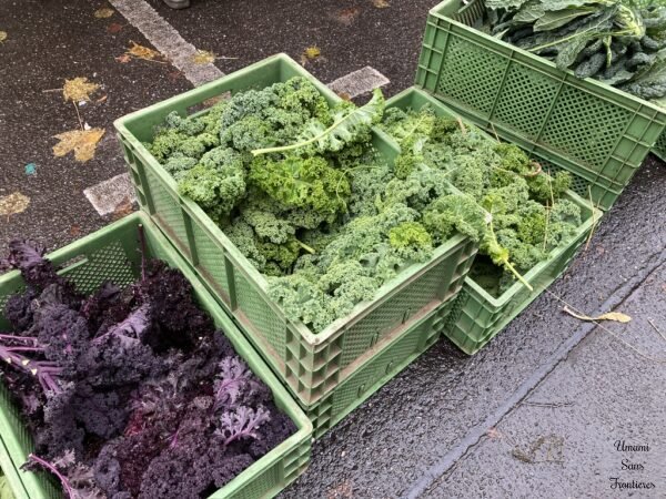 Curly Kale Grünkohl