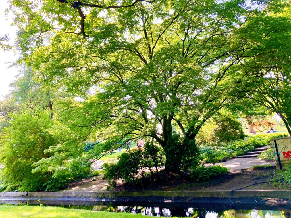 Green trees