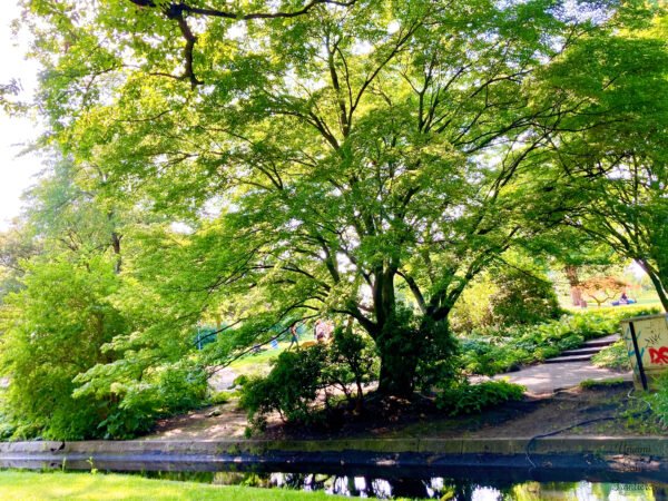 Green trees