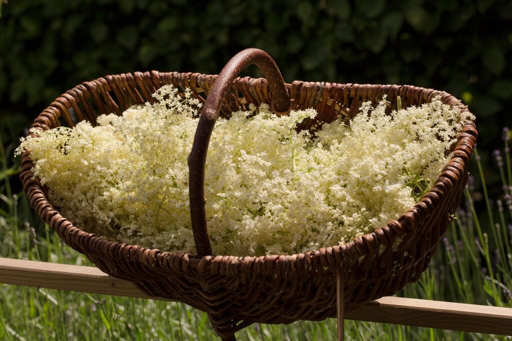 Elderflowers panier