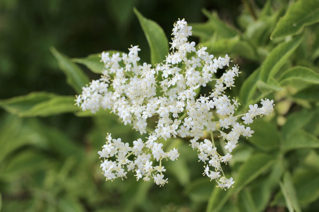 Elderflowers