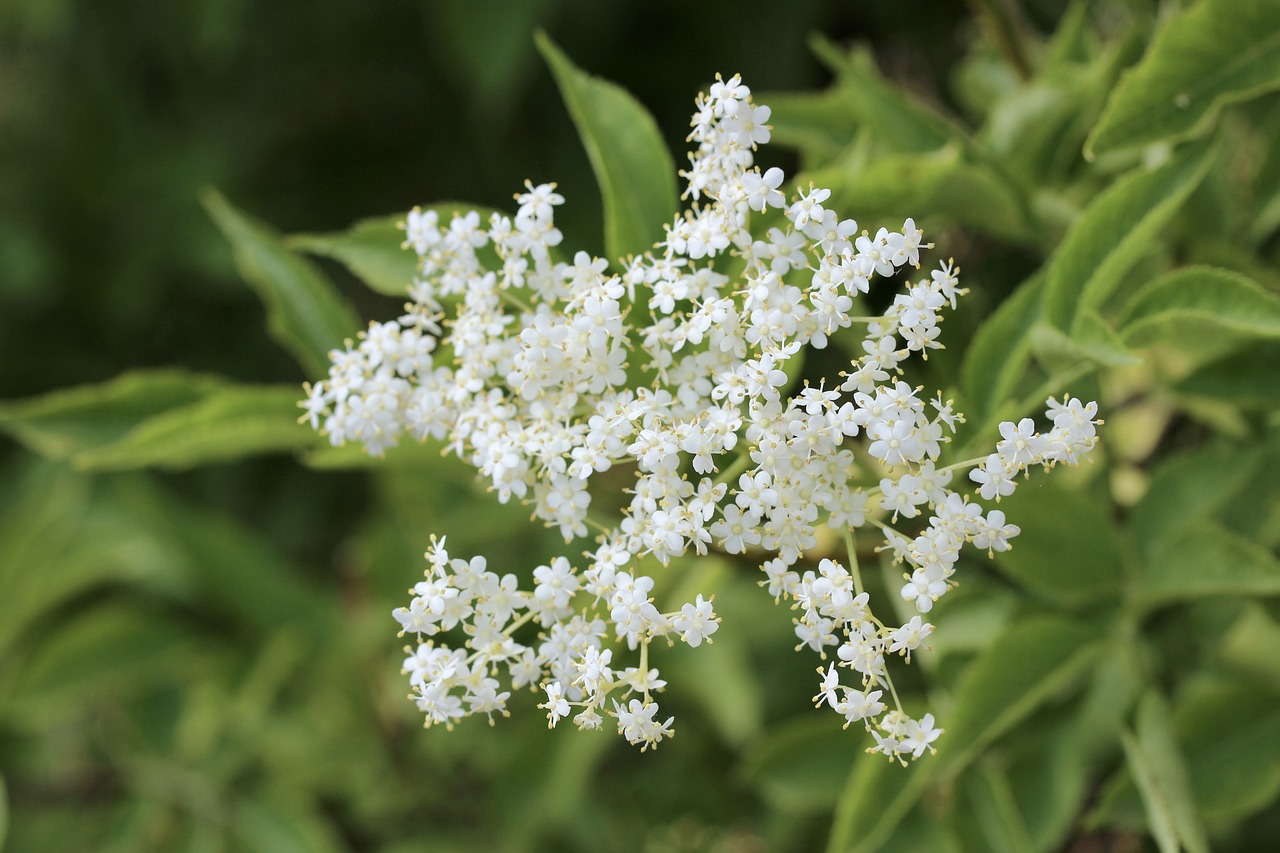 Elderflowers