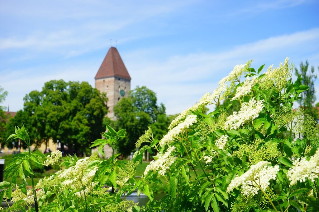 elderflowers Germany