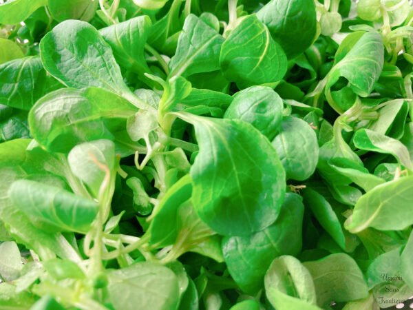 Lamb's Lettuce Salad mache
