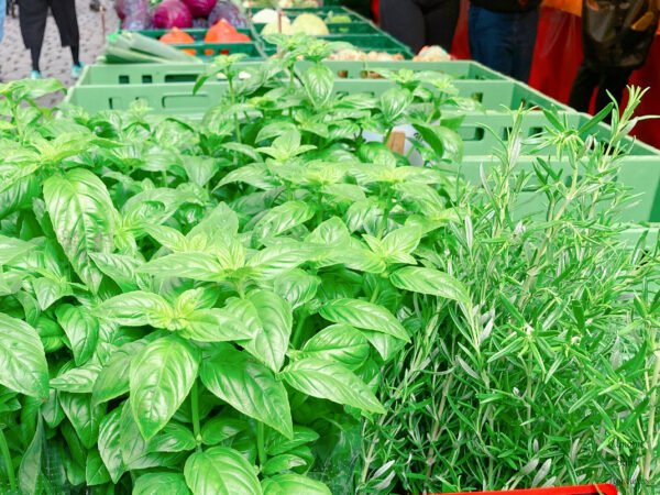 The Scent of Summer: A Herb-Lover’s Guide to Everyday Cooking🪴
