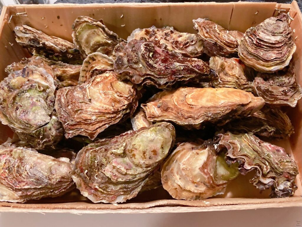 Oysters in the shop