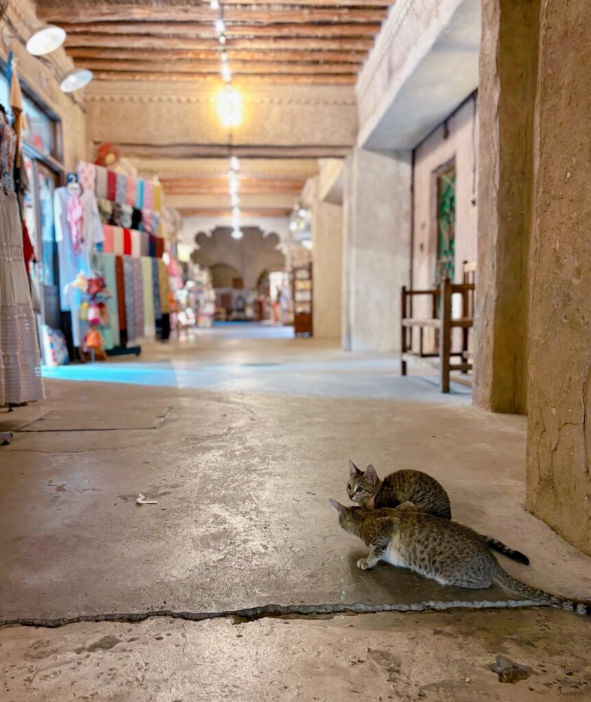 cats in old Dubai souk 