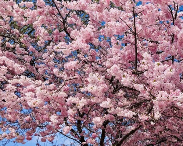 🌸Hanami Picnic in Japan: Tasting Spring Under the Blossoms