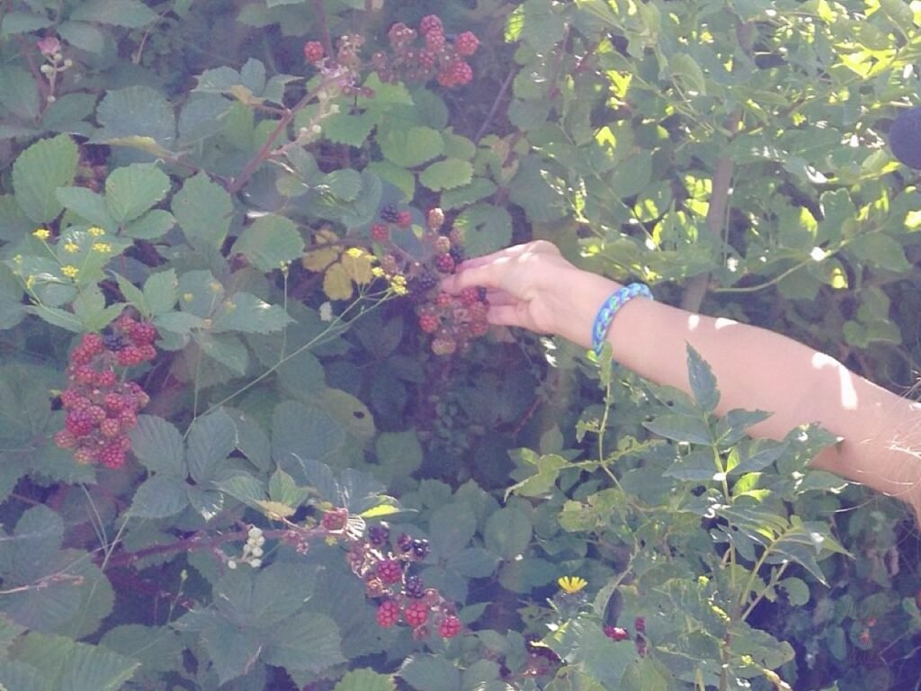 blackberries in the forest