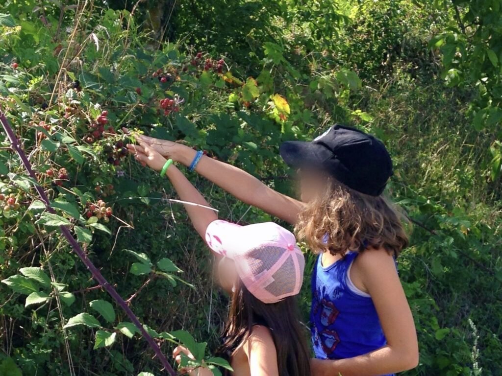 picking blackberries